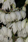 Weak-leaf yucca